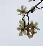 白玉兰 春天  花朵 自然