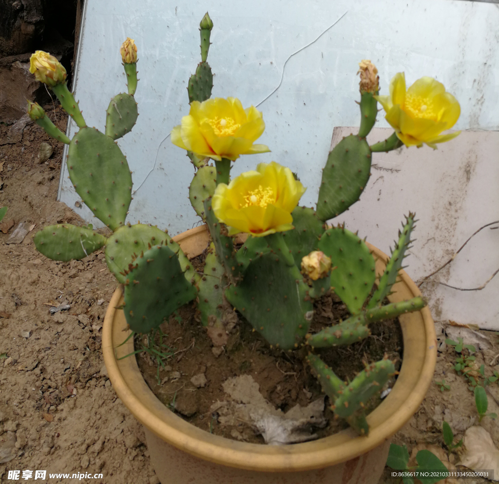 仙人掌花
