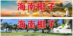 海南椰子