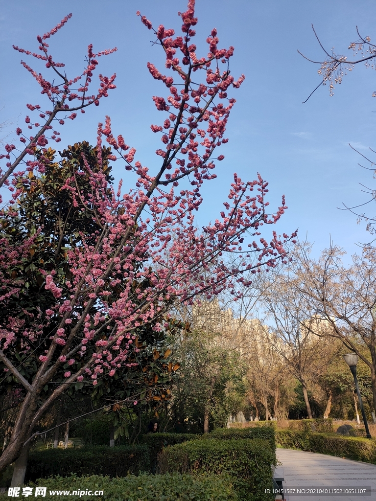 樱花树