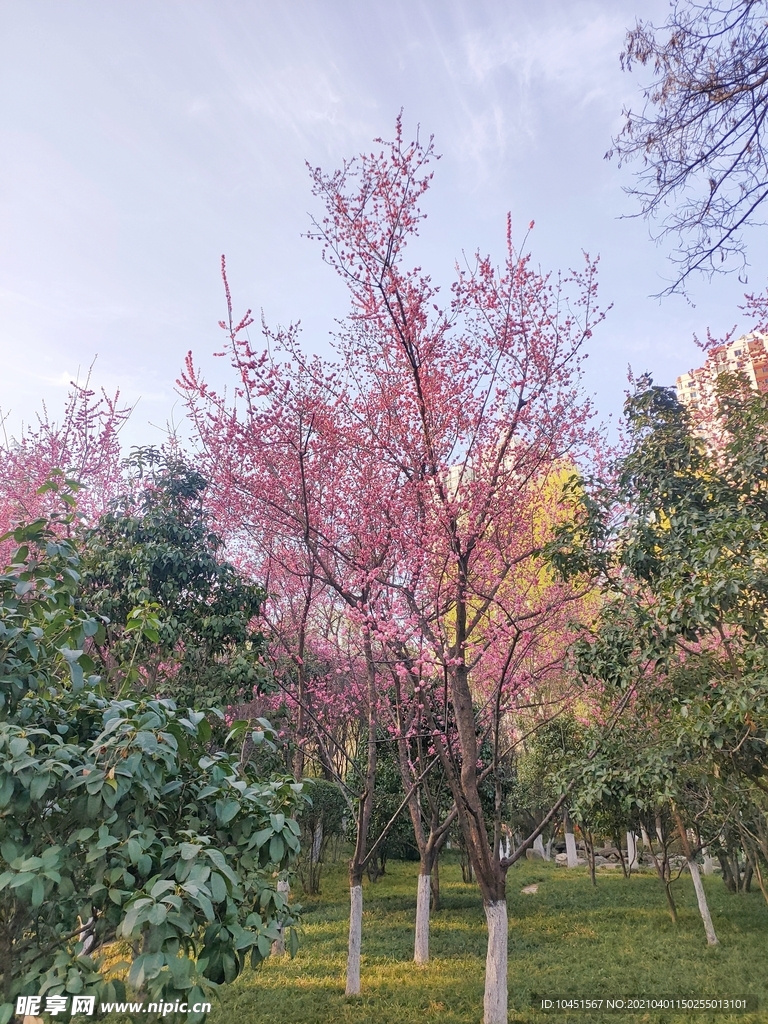 春天樱花树