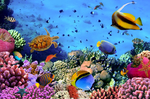 海洋生物摄影图片
