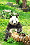 大熊猫摄影图片