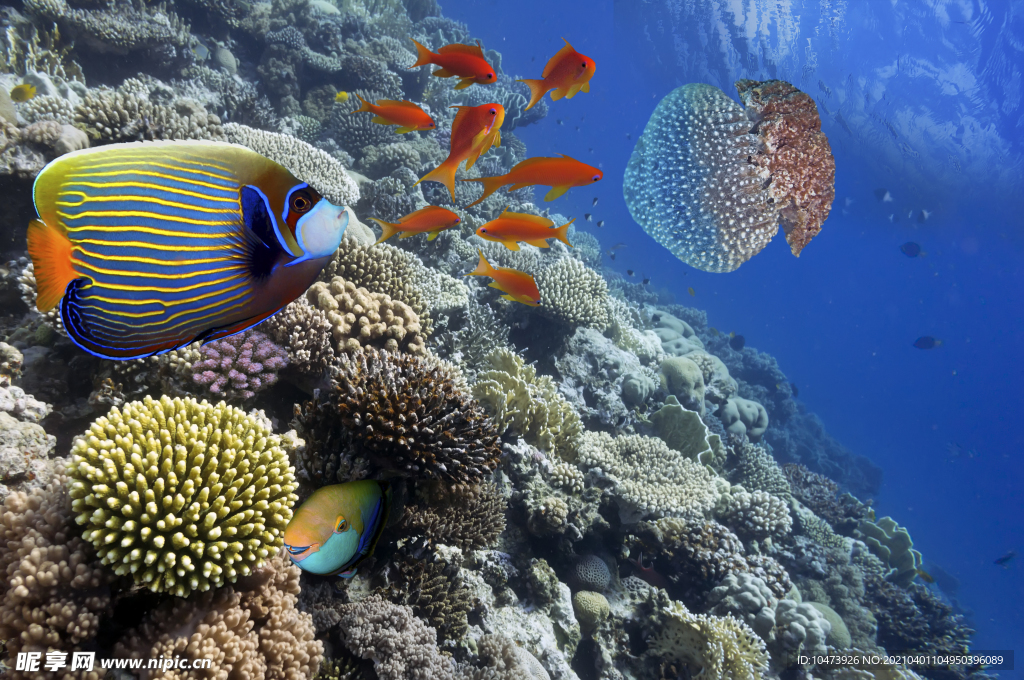 海洋生物摄影图片