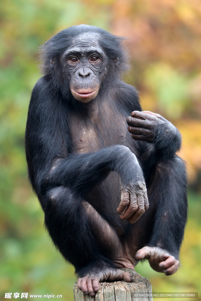 高清黑猩猩摄影图片