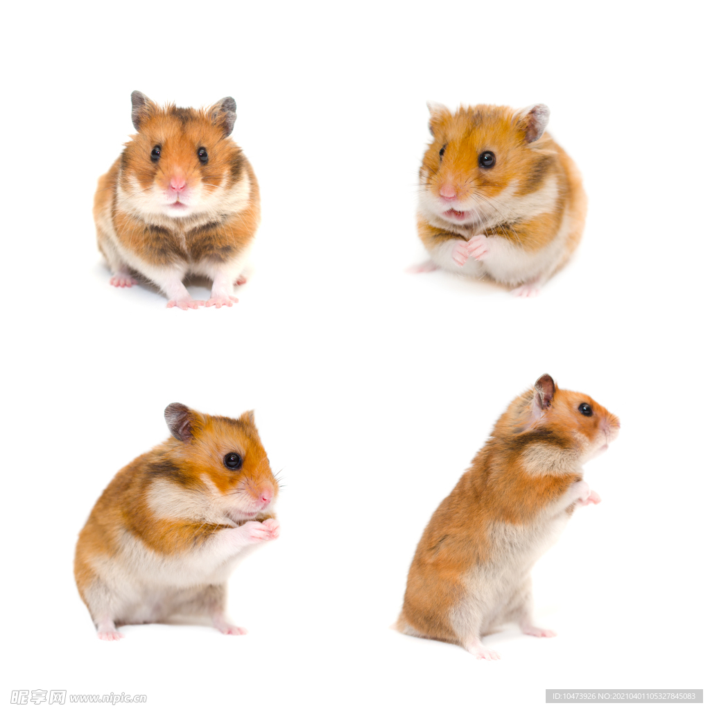 豪猪各种表情摄影图片