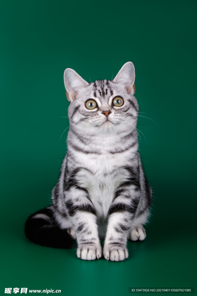 可爱的小花猫摄影图片