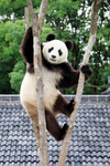 树杈上的大熊猫
