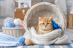 可爱的小猫咪