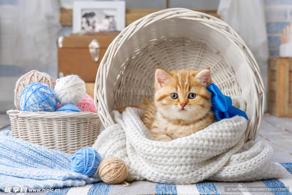 可爱的小猫咪