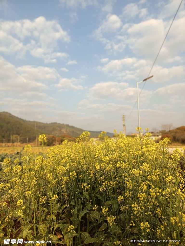 油菜花图片