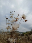 蒲公英图片