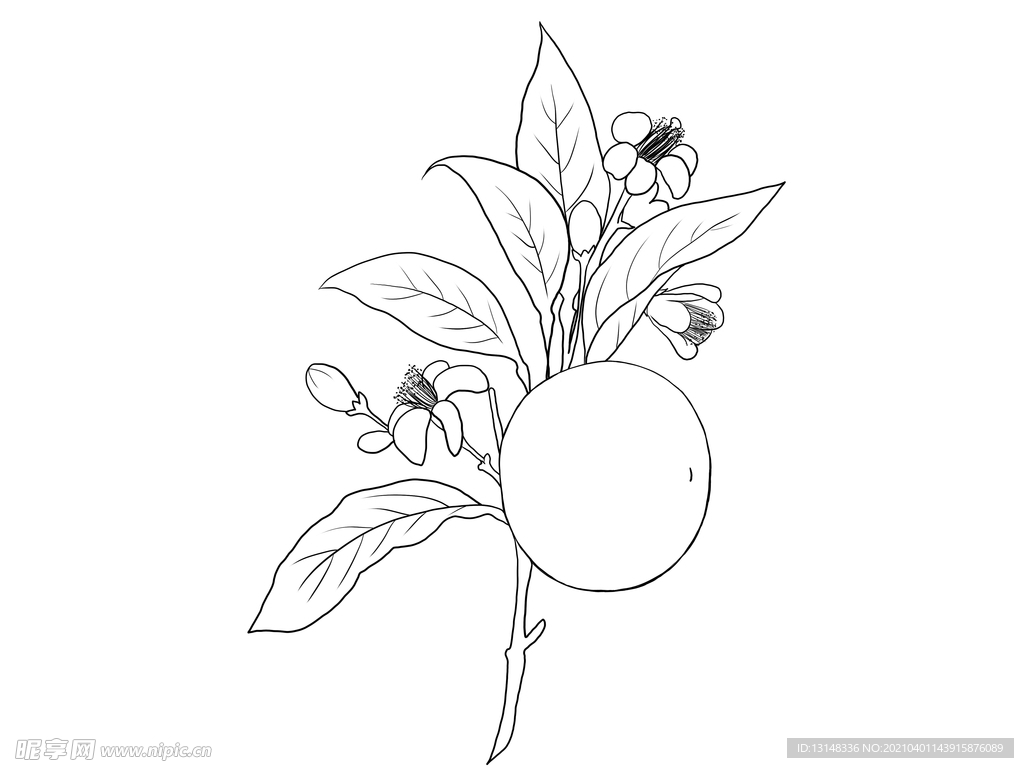 橘子花