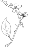 橘子花