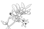 橘子花