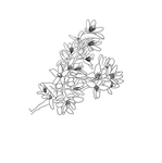 橘子花