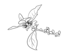 橘子花