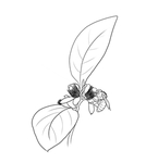 橘子花