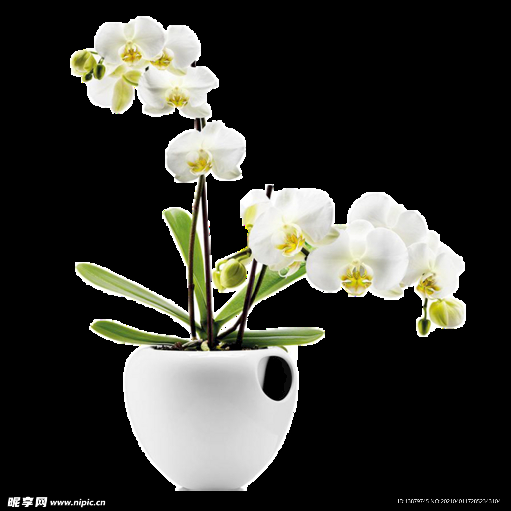 花素材