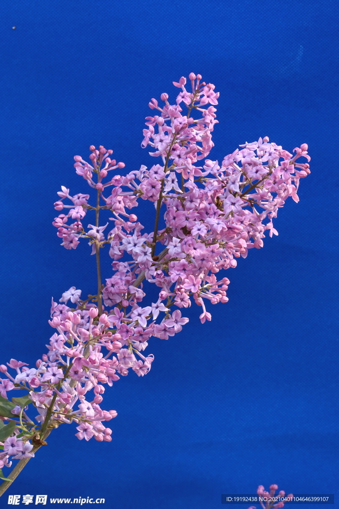 丁香花