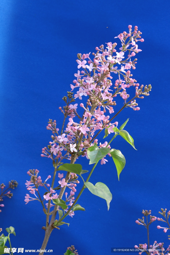 丁香花