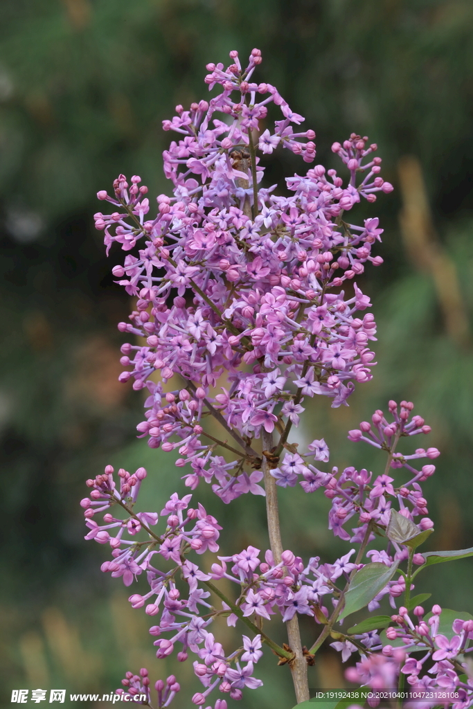 丁香花