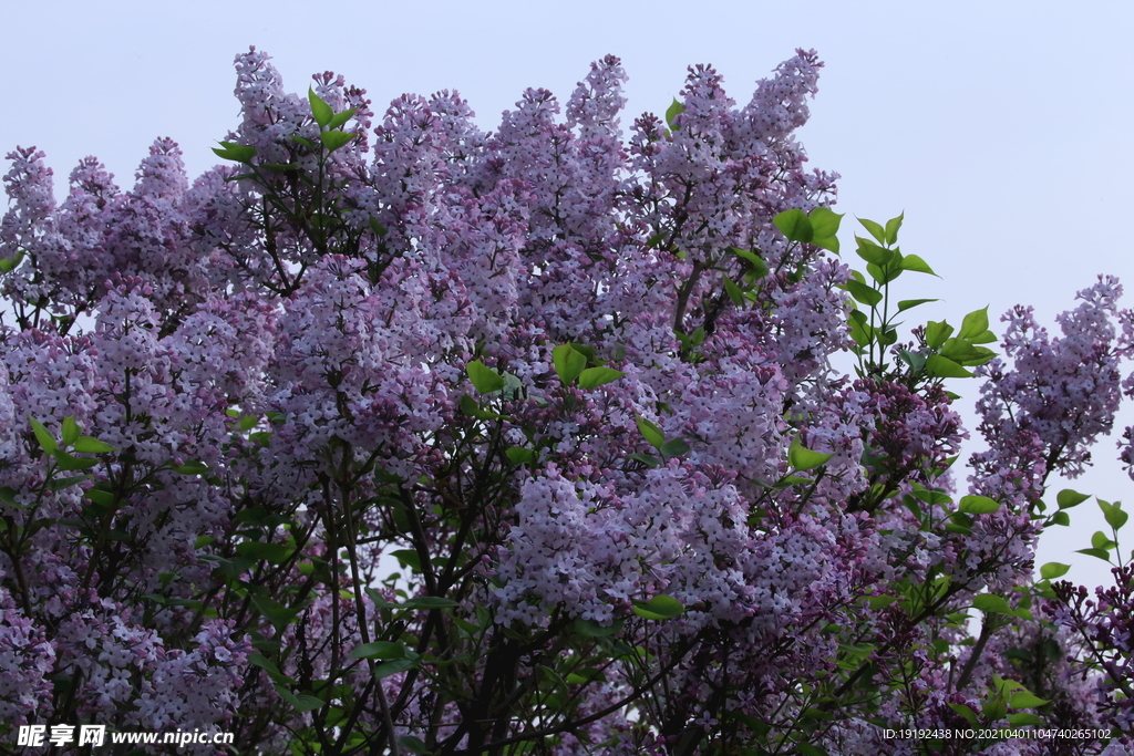 丁香花