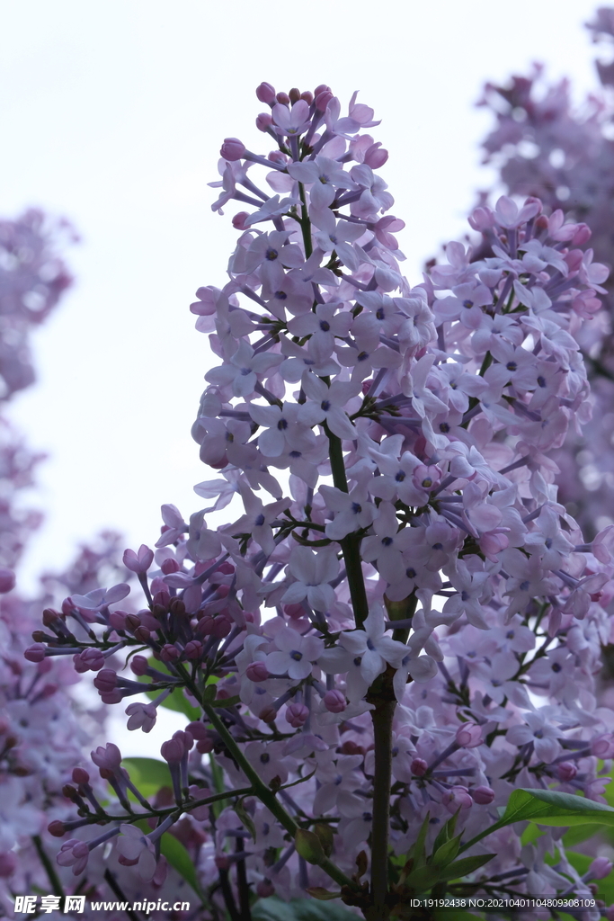丁香花