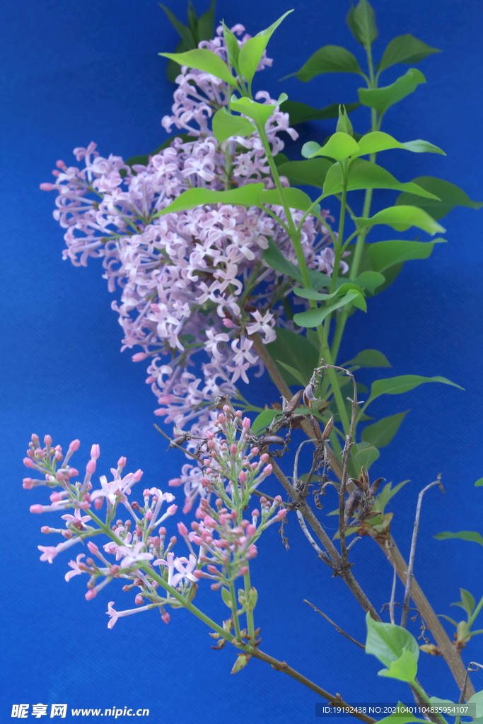 丁香花