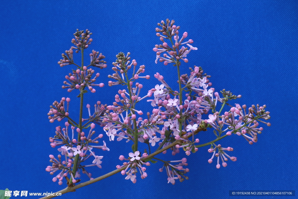丁香花