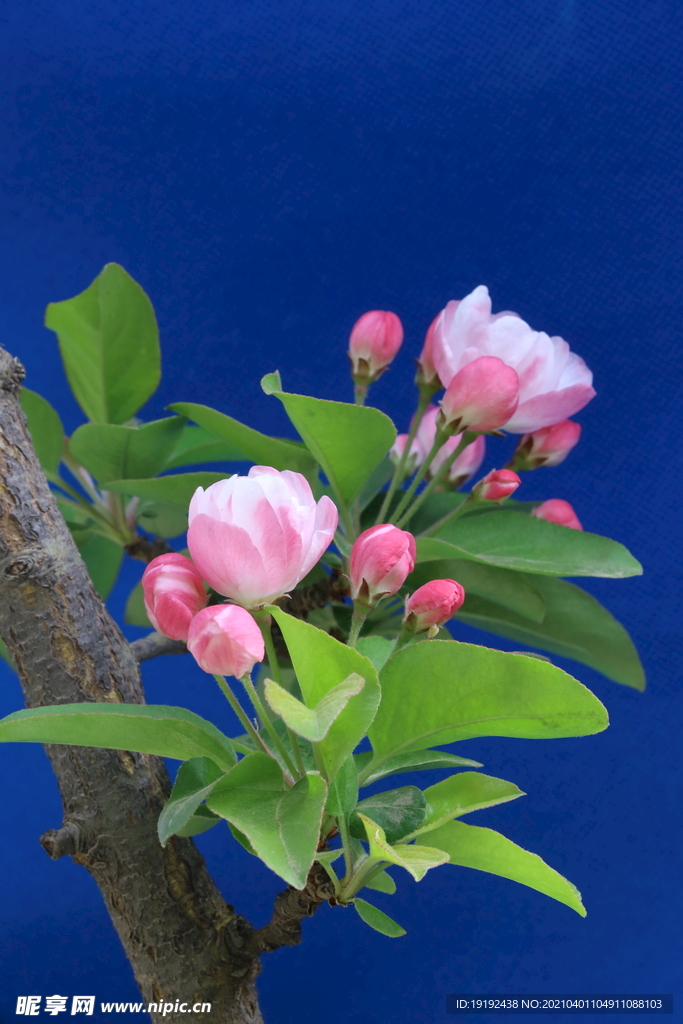 海棠花