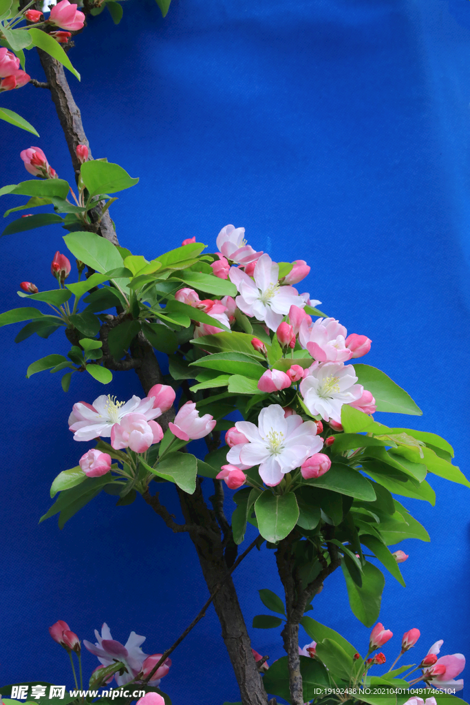海棠花