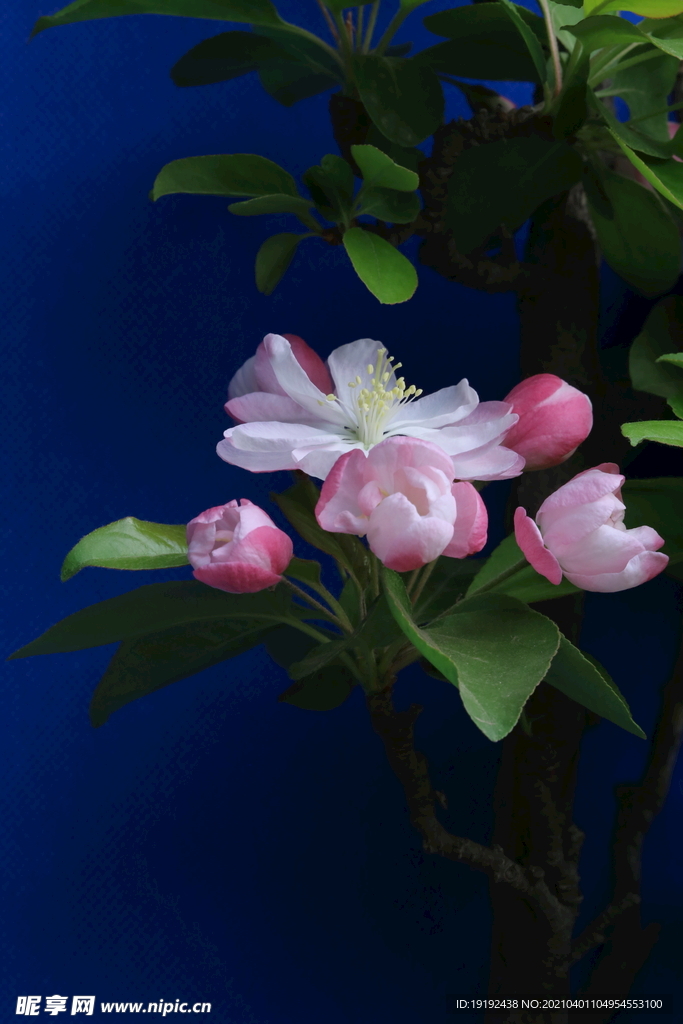 海棠花