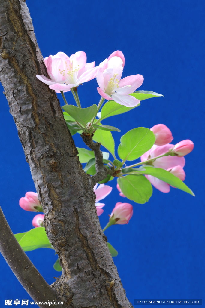 海棠花