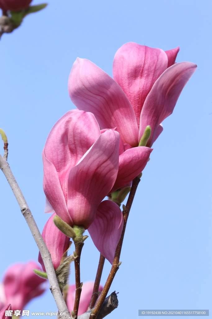玉兰花