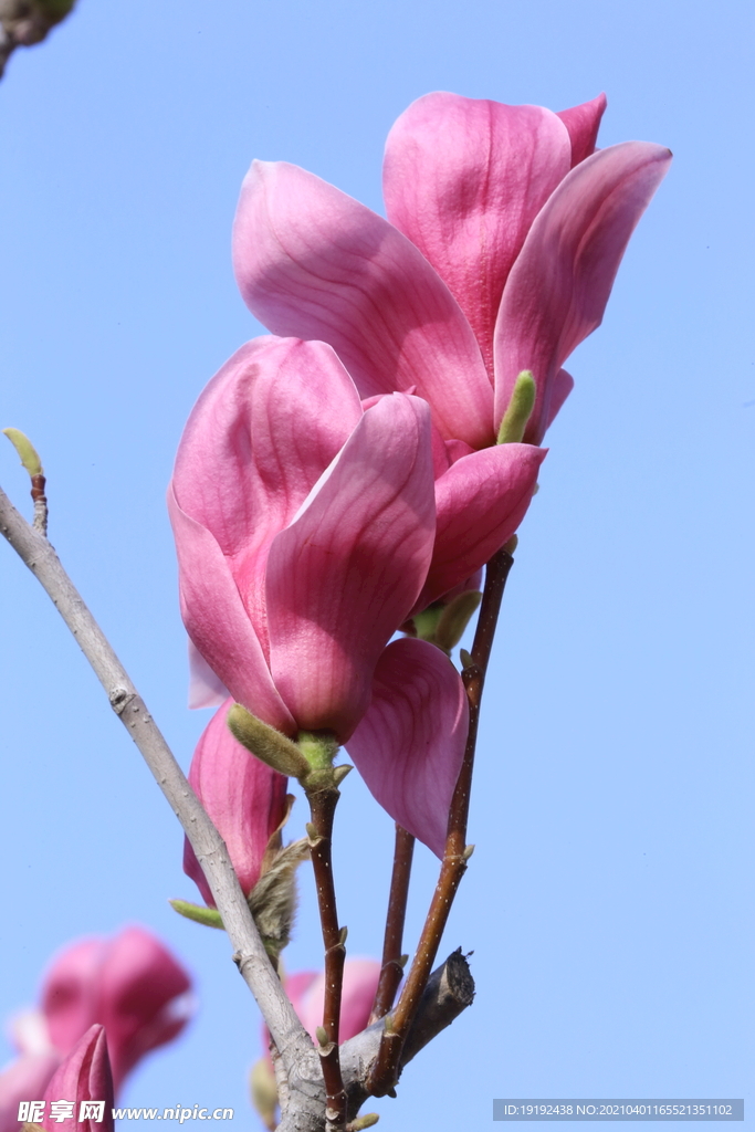 玉兰花
