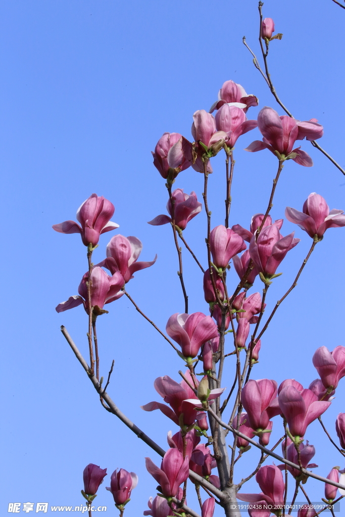 玉兰花