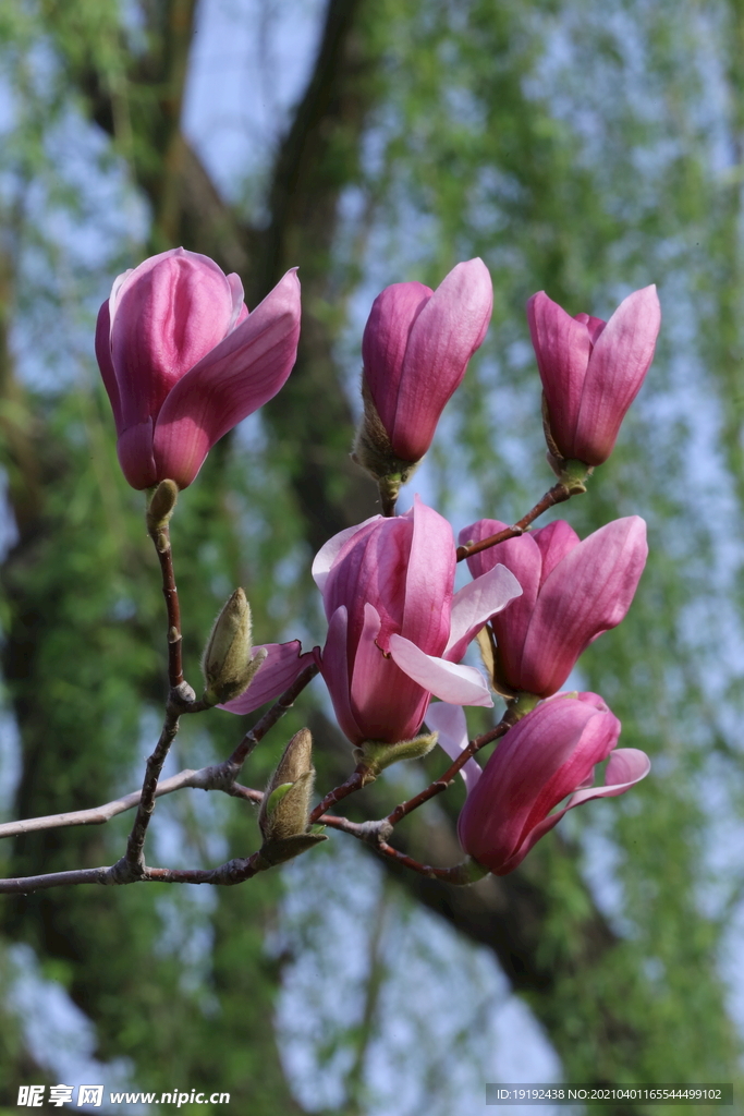 玉兰花