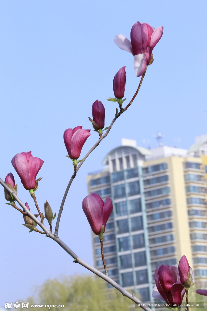 玉兰花
