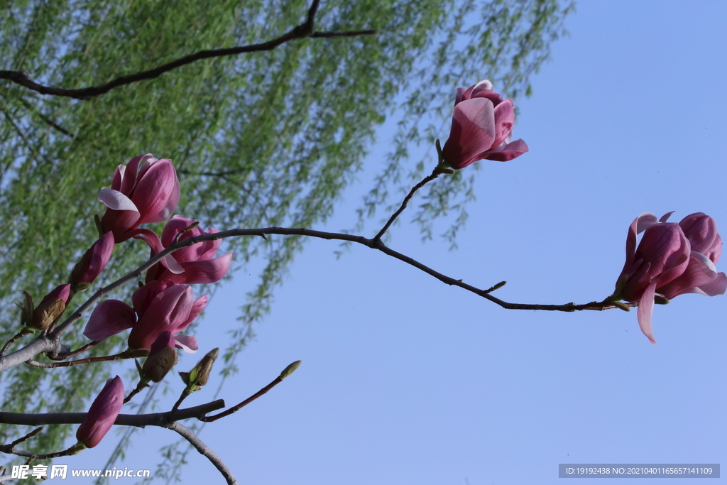 玉兰花