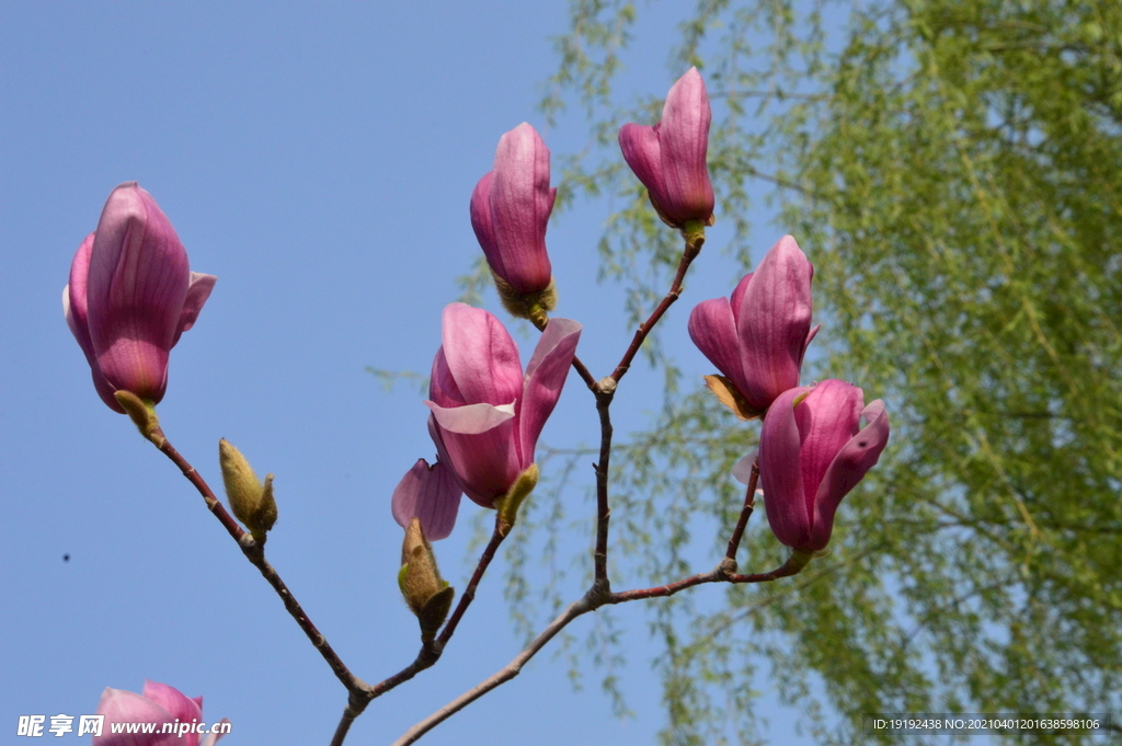 玉兰花