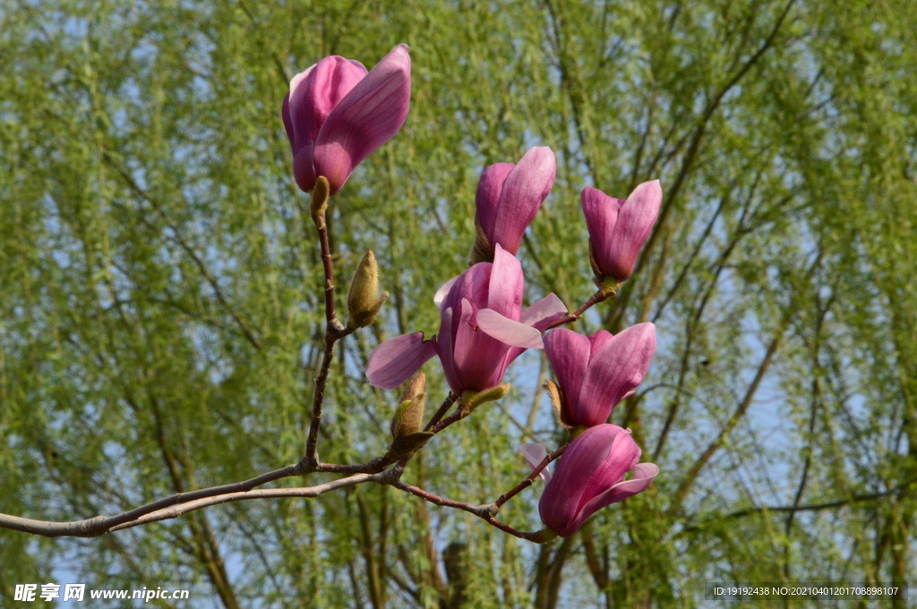 玉兰花
