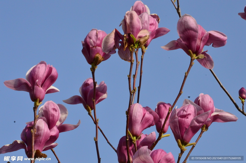 玉兰花