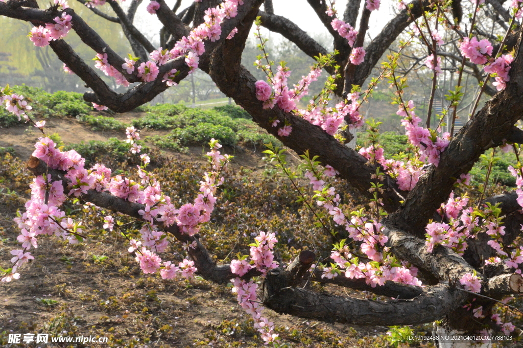榆叶梅