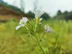 油菜花