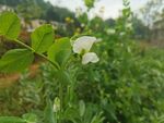豌豆荚