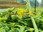 油菜花