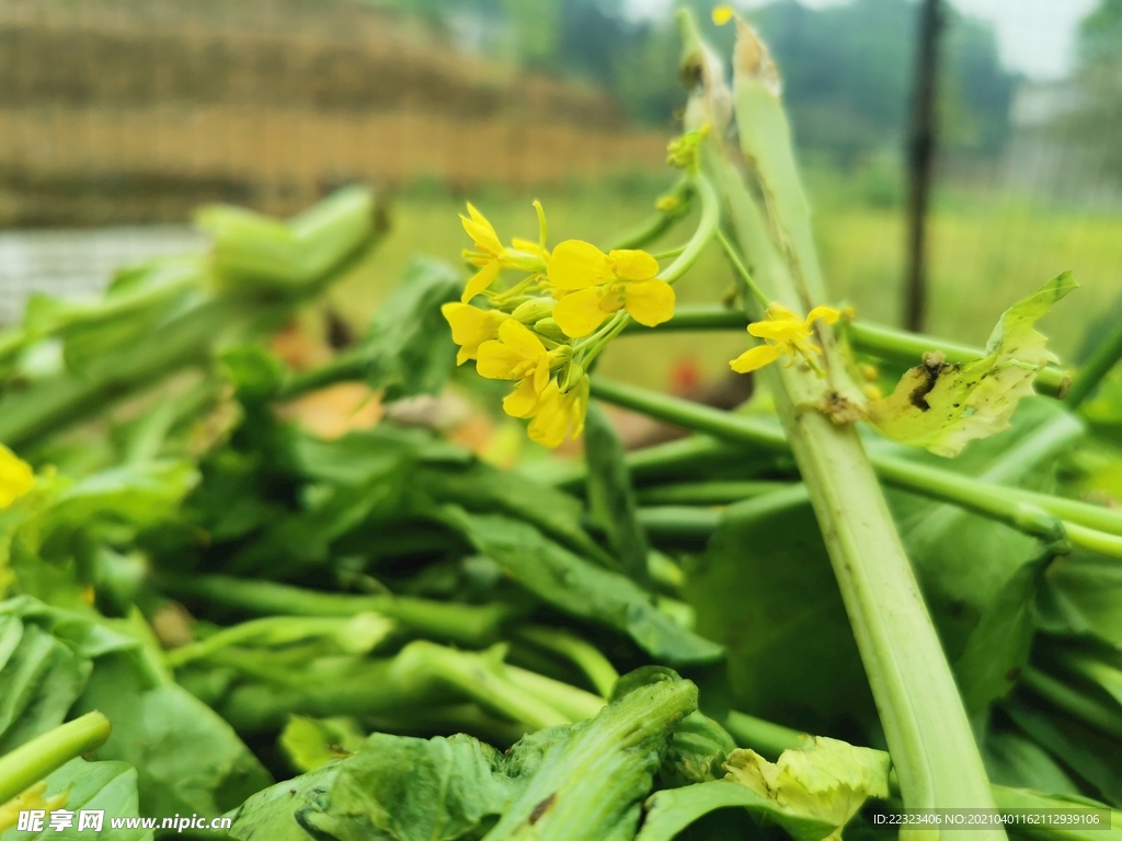 油菜花