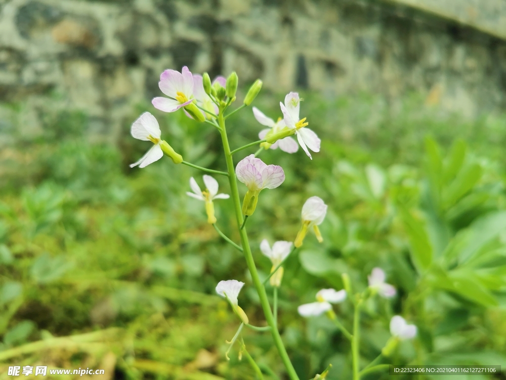 油菜花