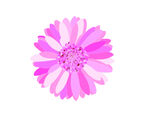 菊花线